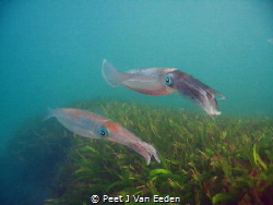 Patrolling. 

Cuttlefish guarding their eggs by Peet J Van Eeden 